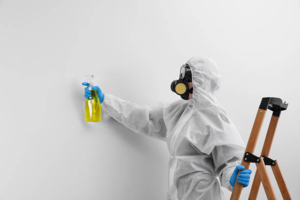 Why You Should Choose Our Mold Remediation Services in Ofallon, IL